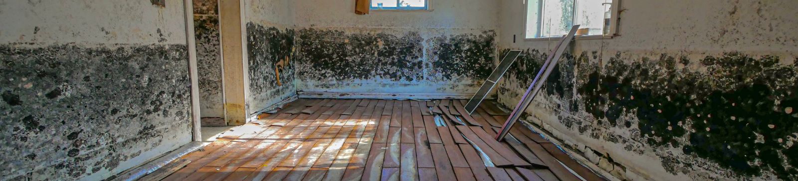 How to Prevent Mold in Your Home: Key Tips &amp; Solutions